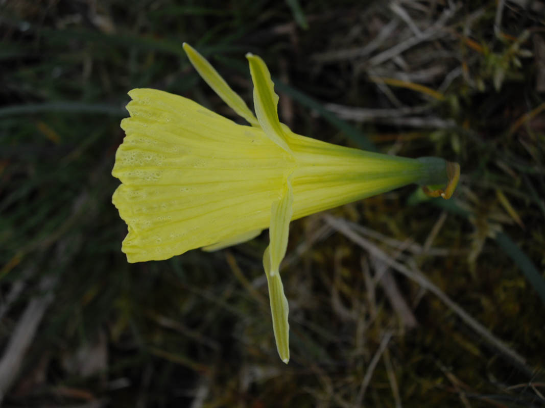 Narcissus bulbocodium photo